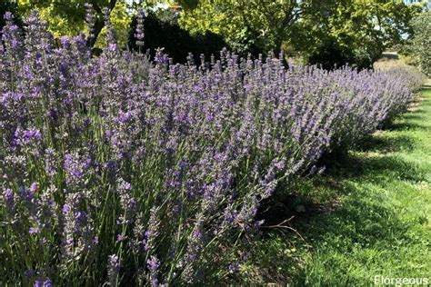 types  lavender plants   varieties   grow florgeous