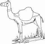 Camel Coloring Pages Printable Kids sketch template