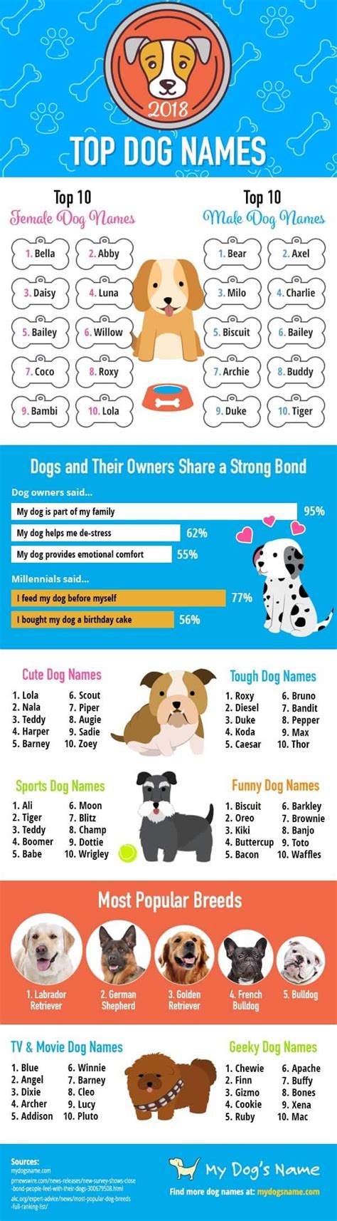 top   dog names   boys girls tiny terrier dog