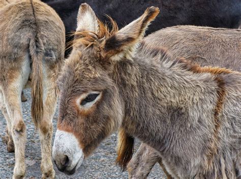 donkey life donkey love therapy