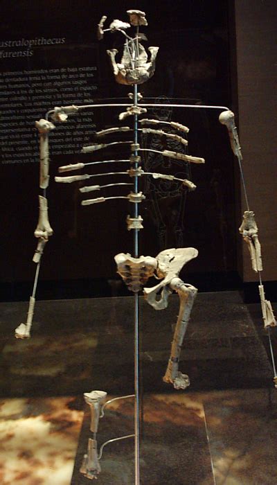 australopithecus afarensis wikipedia