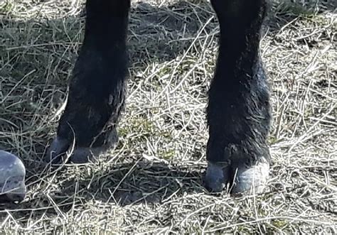 harden  cattle hooves  avoid foot rot grainews