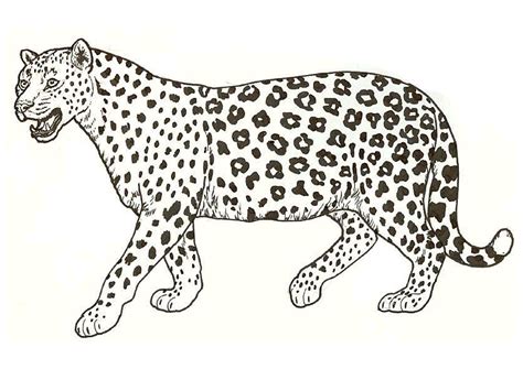 leopard coloring page coloring pages  kids   adults