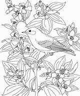 Bluebird Oiseaux Coloriage Blumen Vogel Colorado Animaux Sheets Colorier Coloriages Uccello Bestcoloringpagesforkids Syringa Oiseau Fleurs Ausmalbilder sketch template