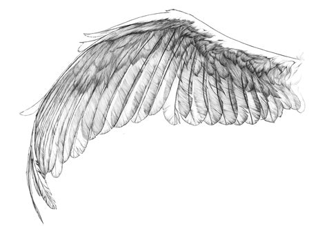 wing reference  pinterest angel wings black angel wings  wings