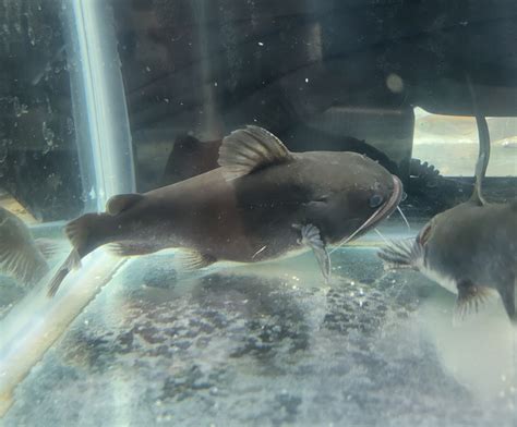 gulper catfish asterophysus batrachus