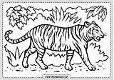 Colorear Tigre Tigres Rincondibujos Salvajes Paginas sketch template