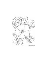Primrose Coloring Thrum Flower Garden sketch template
