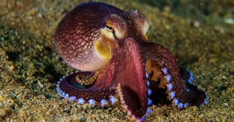 surprising study discovered  octopi  weirder