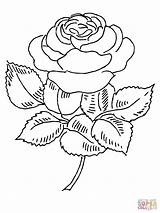 Coloring Rose Intricate Roses Pages Popular sketch template