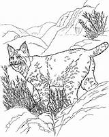 Coloring Bobcat Lynx Walks Hills Pages sketch template