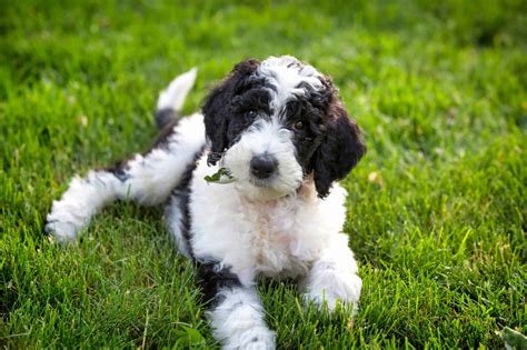 sheepadoodle cost  price guide