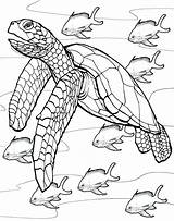 Reef Barrier Great Coloring Pages Coral Getdrawings sketch template