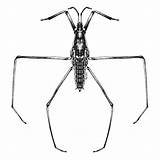 Resources Hemiptera Macroinvertebrates Bugs True Weebly Credit Illustration Morgan Summerlin sketch template