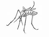 Mosquito Coloring Animals Printable Drawing Pages sketch template