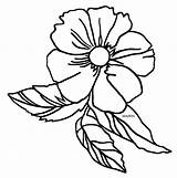 Cherokee Rose Drawing Flower Georgia State Clip Getdrawings sketch template