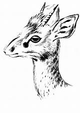 Dik Coloring Pages Animals Color sketch template
