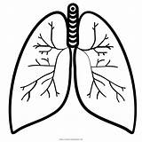 Colorare Lungs Lung Pulmao Polmone Coloringhome sketch template