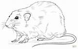 Rat Ausmalbilder Kangaroo Ratte Ausmalbild Ratos Kostenlos sketch template