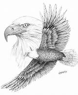 Eagle Drawing Pencil Bald Drawings Flying Eagles Sketch Sketches Draw Bird Designs Wings Wood Bing Head American Coloring Tattoos Burning sketch template