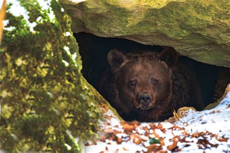 hibernating bears   find  diabetes cure  humans