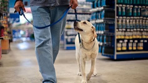 dogs  decathlon understanding  sporting retailers pet policy wewantdogs