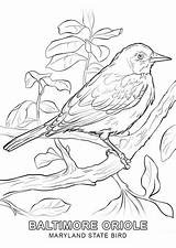 Bird Coloring State Maryland Pages Oriole Flower Baltimore Drawings Printable Flag Birds Thrasher Brown Simple Drawing Supercoloring Sheets Adult Categories sketch template