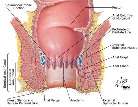 anatomy of the anus anal cancer information