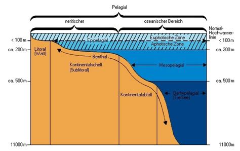 tiefsee biologie aus dem lexikon wissende