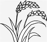 Rice Plant Drawing Coloring Template Wild Sketch sketch template