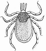 Tick Ticks Drawing Protect Uga Extension Yourself Getdrawings Legged Cooperative sketch template