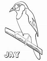 Jay Coloring Pages Jay3 Coloringway sketch template