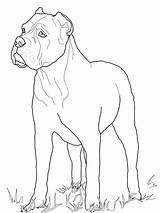 Coloring Cane Corso Rottweiler Pages Trending Days Last sketch template