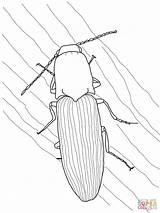 Beetle Beetles Dung Scarabeo sketch template