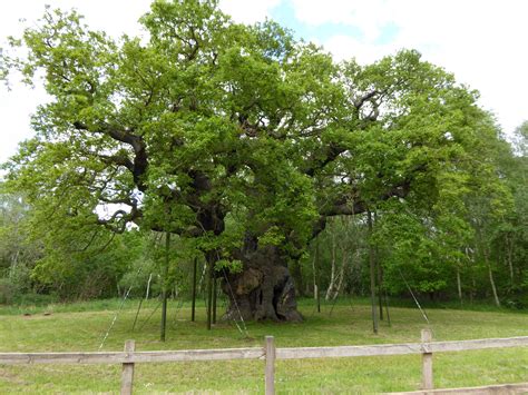 major oak diy mfa