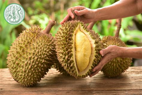 exotic   thai durians asian inspirations