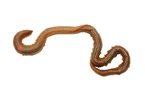 earthworm worm png
