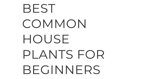 plants  beginners  houseplants  beginners plantsforbiginners