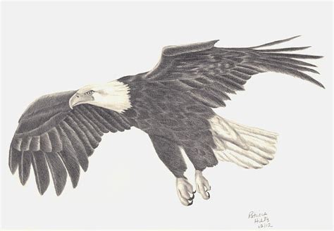bird  prey drawing  patricia hiltz