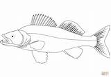 Walleye Coloring Drawing Pages Fish Printable Tuna Pike Yellowfin Getdrawings Northern Public Drawings Sketch Template Categories sketch template