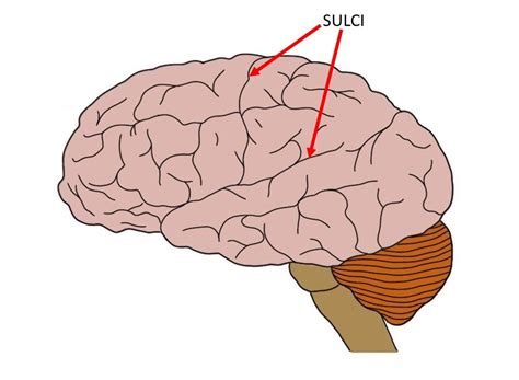 sulcus definition neuroscientifically challenged