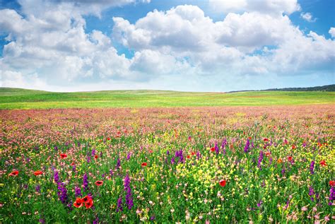 study meadow full  flowers benefit mankind earthcom