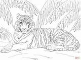 Tiger Coloring Pages Sumatran Adult Printable Laying Down Print Drawing Adults Colouring Tigers Animal Supercoloring Color Jungle Step Animals Click sketch template