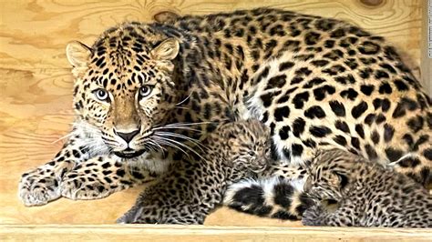 endangered amur leopard  born   st louis zoo baobab polo