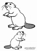 Beavers Coloring Pages Beaver Two Print Printcolorfun Color sketch template