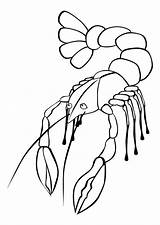 Colorear Krebs Langosta Disegno Malvorlage Kreeft Aragosta Kleurplaat Homard Crawfish Ausmalen Crayfish sketch template