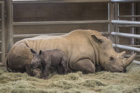 southern white rhino born  artificial insemination  scientist magazine