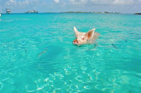zwemmen met varkens op curacao doe je hier reisguidenl