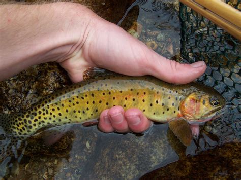 native trout fly fishing greenback cutthroat trout