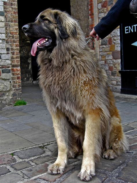 large german dog breeds pethelpful